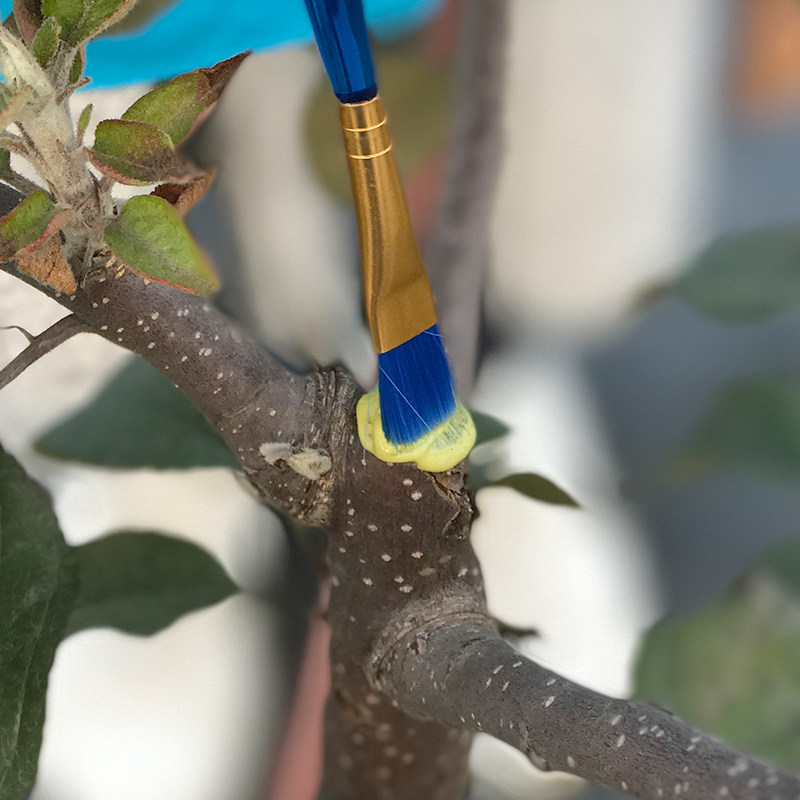 国光施奇植物伤口愈合剂 嫁接伤口愈合膏 植物伤口保护 促进愈合