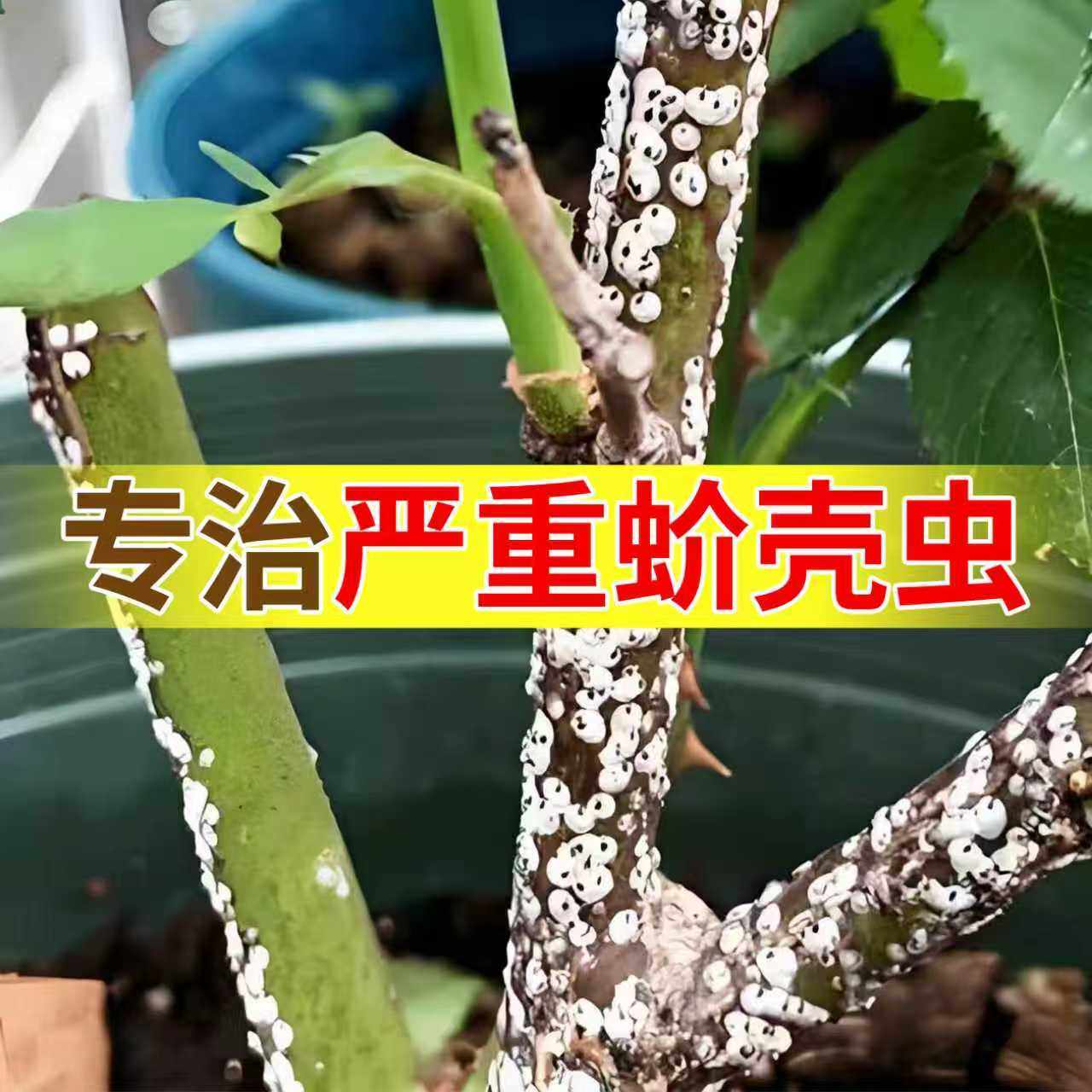 蚧壳虫专用杀虫剂吡虫噻嗪酮多柑橘果树介壳虫肉农药杀虫剂,农用物资,杀虫剂,淘宝优惠券,粉丝福利购,淘宝优惠卷