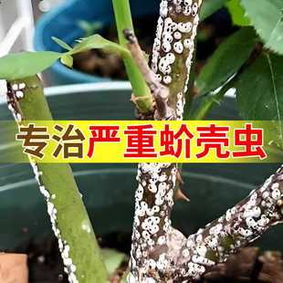 蚧壳虫专用杀虫剂吡虫噻嗪酮多柑橘果树介壳虫肉农药杀虫剂