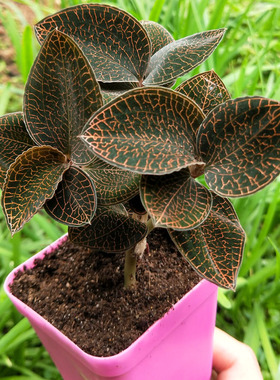 金线莲小盆栽 土培半年以上盆景办公室绿植花卉红霞品种大叶台湾