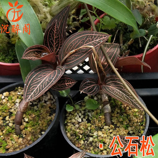 公石松小盆栽 血叶兰带盆带土发货 植物花卉 不是金线莲 公石松苗