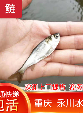 重庆发货白鲢鱼苗活体淡水养殖小鱼苗四大家鱼活体饲料鲢鳙白鲢苗
