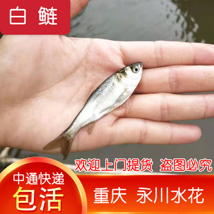 重庆发货白鲢鱼苗活体淡水养殖小鱼苗四大家鱼活体饲料鲢鳙白鲢苗