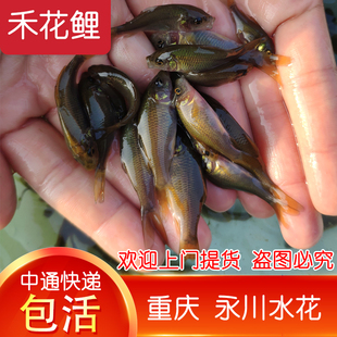 重庆渔场 禾花乌鲤苗禾花鱼鲤鱼苗淡水养殖稻田鱼荷花鲤