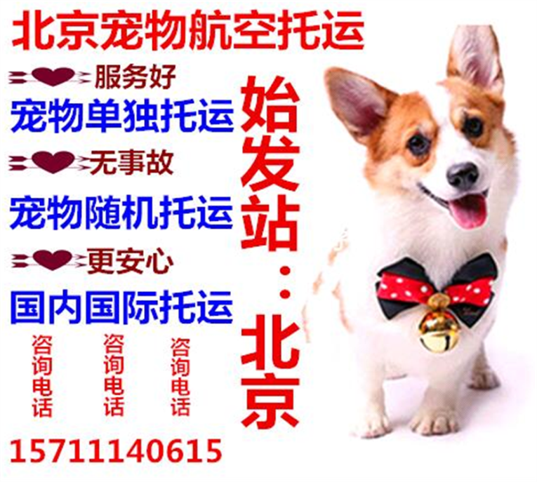 北京宠物专车托运 办理航空托运 办理猫狗单独包车托运可上门服务
