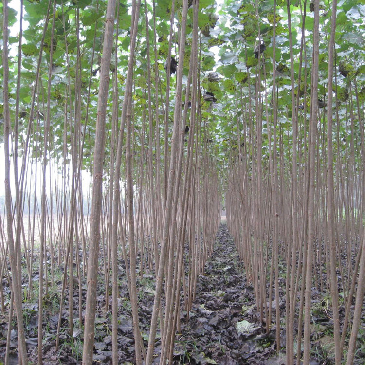 杨树苗绿化苗木速生杨白杨树不带花絮各种规格量大优惠