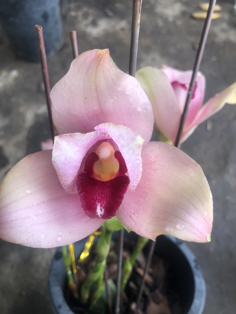 捧心兰樱花 天使原盆原土带花苞室内外绿植花卉洋兰办公室懒人