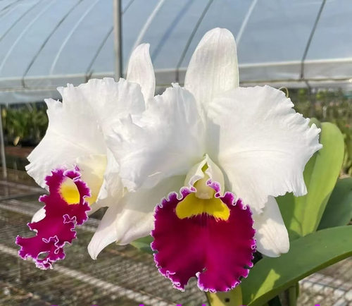 卡特兰 佑昌美人Lc. Orglade's Grand 'Yu Chang Beauty'AM/AOS