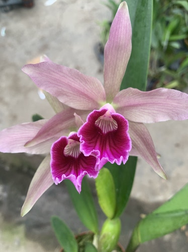 卡特兰C. Pacavia (purpurata婆婆交tenebrosa 暗色）一代交卡