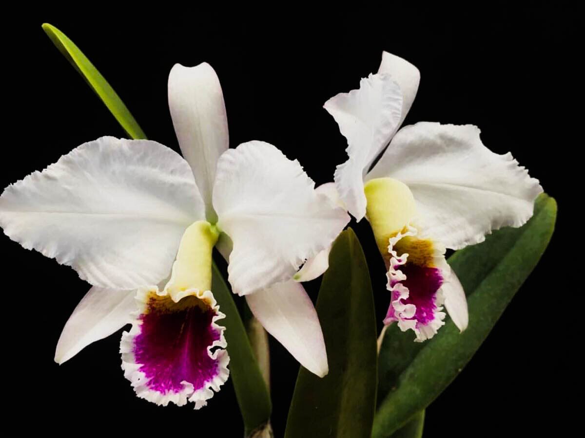 卡特兰半白帕西C. percivaliana f. S/A 'Farah Diba'室内洋兰花