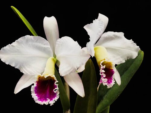 卡特兰半白帕西C. percivaliana f. S/A 'Farah Diba'室内洋兰花