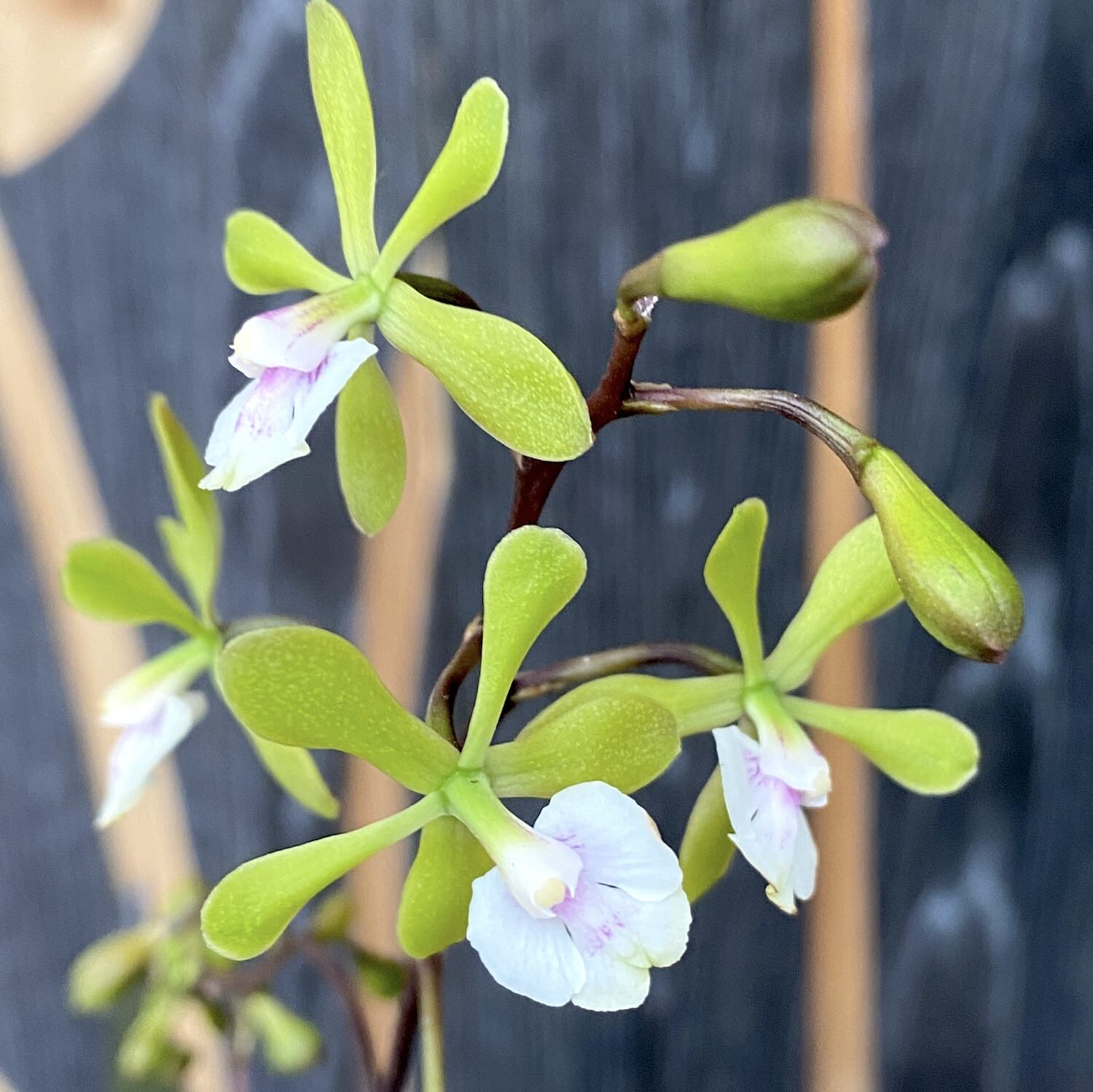 树兰 Epidendrumfloribundum 红甘蔗室内办公室花 卉盆栽客厅