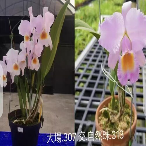 卡特兰舒罗 C.schroederae x sib 大厂307交自然珠 303室内洋兰花