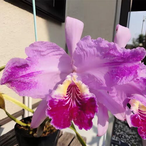 卡特兰火焰路德原盆原土浓香大花绿植花卉洋兰原卡