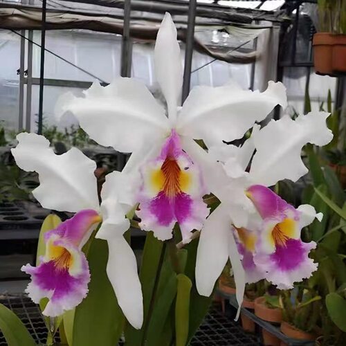 卡特兰半白瓦塞维奇 C warscewiczii semi-alba Katia 室内洋兰