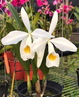 卡特兰白爱多 C.eldorado alba 'Jemi原卡室内办公室