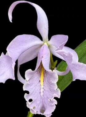 卡特兰原卡矮蓝马 C.maxima var. coerulea 洋兰
