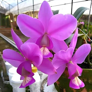 卡特兰原卡诺比红宝石obilior var.Ruby.室内办公室 盆栽庭院洋