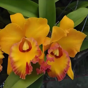 卡特兰 RIc. Village Chief Headache 'Ccrona'日冕洋兰