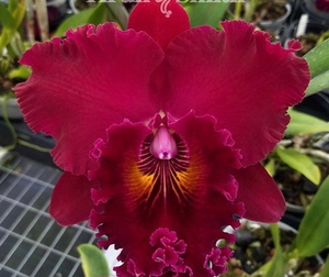 卡特兰红天母Rlc. Shinfong Unique'Red Tian Mu'确定花色洋兰花