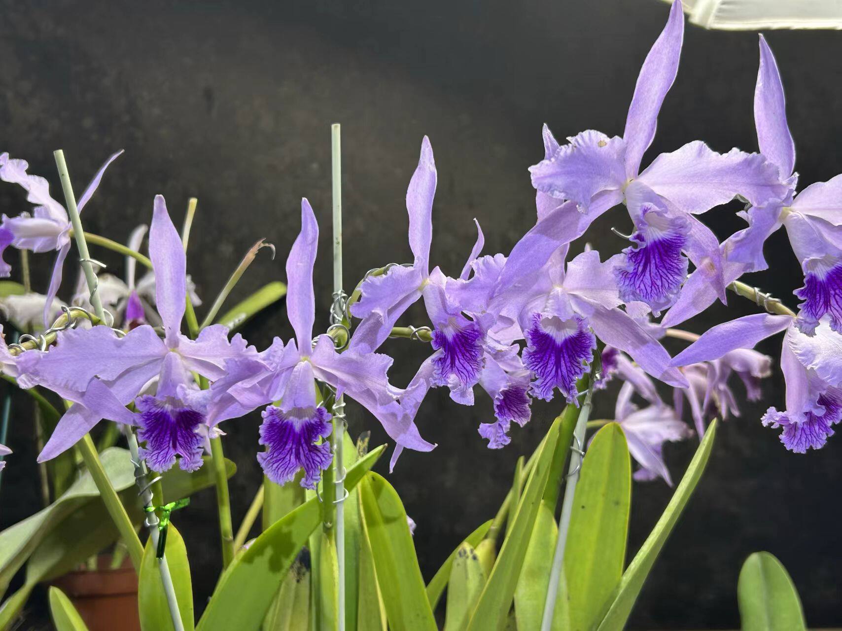 蓝罗巴塔 C. lobata coerulea 'Blue Target'原卡