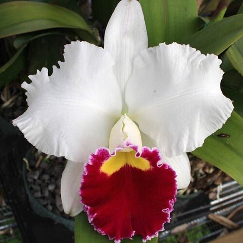 卡特兰 C. Orglade's Grand 白天母开花苗白花红心大 花室内洋兰