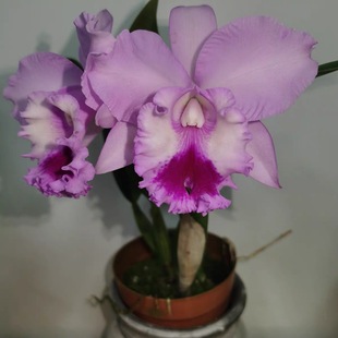 卡特兰黛安娜粉红大花浓香室内外绿植花卉好养办公室耐看