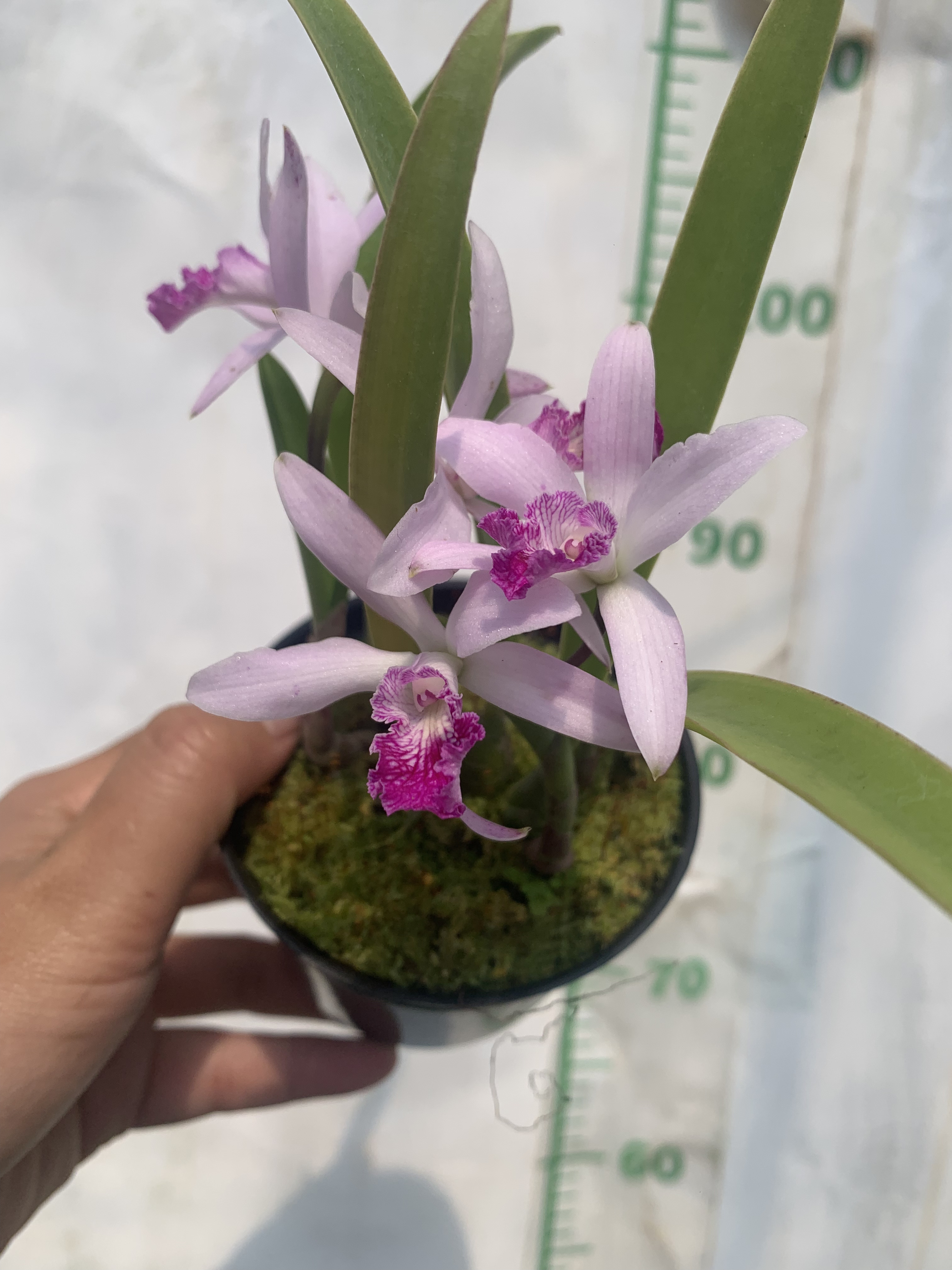 卡特兰东京 C.ButtonTop'Tokyo'小植株桌面花室内