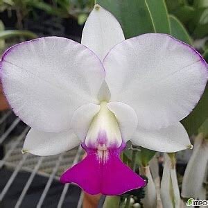 卡特兰原卡走路人C.wallcarlana.var.seml-aiba复轮xtrlableo天眼