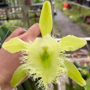 卡特兰原盆大猪哥坚士利扁钻浓香大花绿植花卉洋兰室内外好养