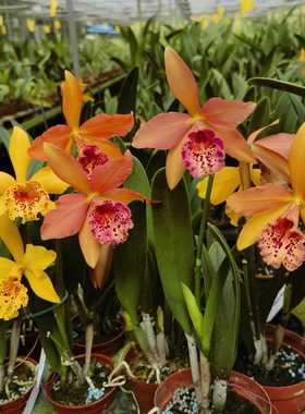 库珀皇后 Rby. Copper Queen 