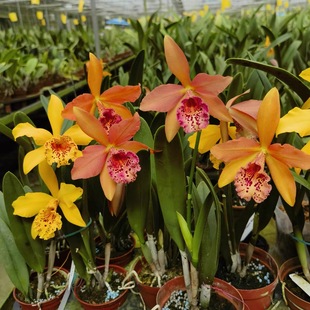 Rby. 白拉 Copper H&R 索卡特花性佳鲜艳好养 Queen 库珀皇后