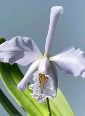 卡特兰蓝马西马. maxima fma. coerulea x sib洋兰
