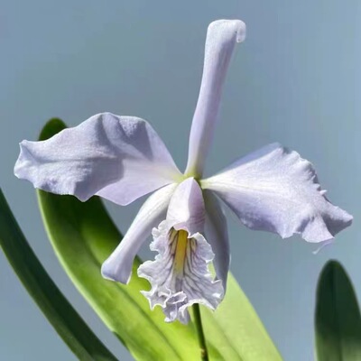 卡特兰蓝马西马. maxima fma. coerulea x sib洋兰