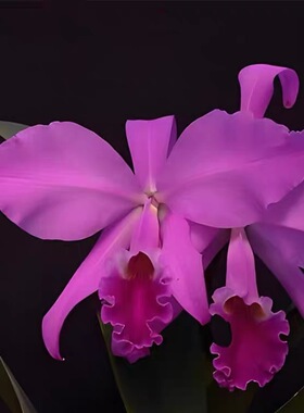 卡特兰原卡嘎斯 C. gaskelliana Rubro x self室内卧室盆栽洋兰花