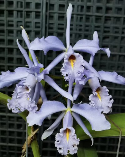 卡特兰 C.maxima fma. coerulea 