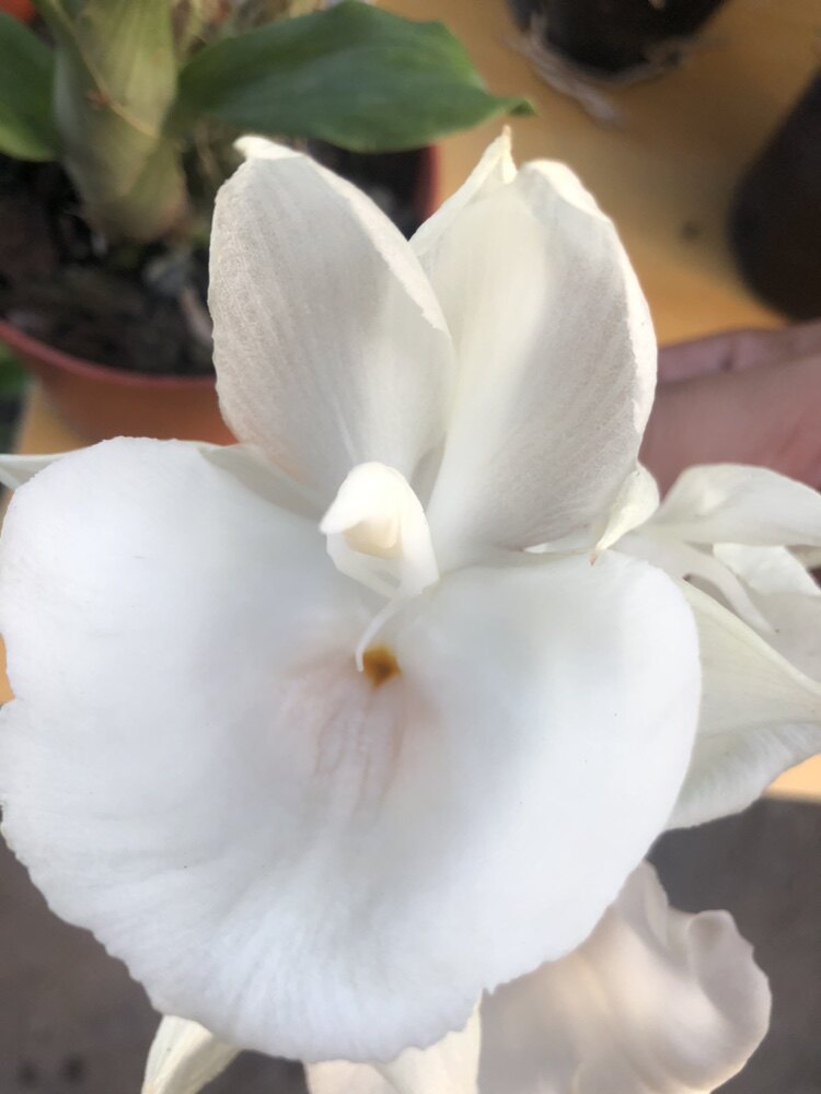飘唇兰白云盘白色系纯洁花色带花苞原盆原土室内外绿植花卉洋兰
