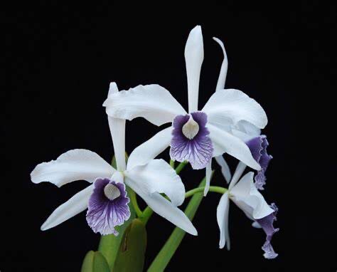 卡特兰原卡灰蓝唇C. purpurata var. werkhauseri '蓝梦'绿植花卉
