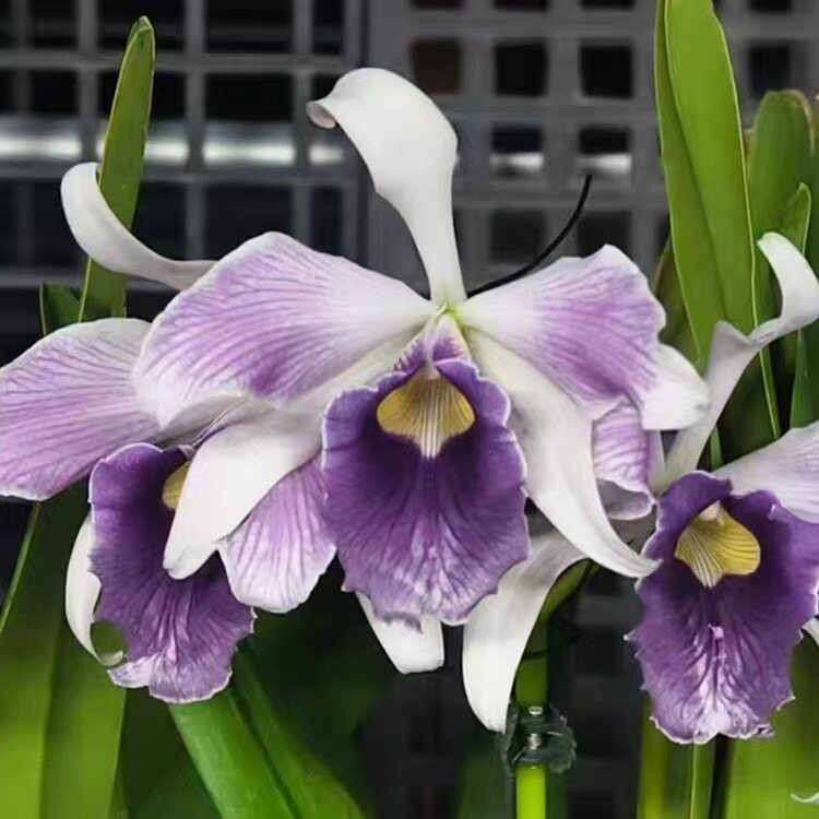 卡特兰原卡灰蓝火 C.purpurata fma.werkhausern striata 室内