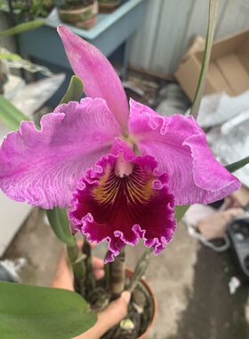 卡特兰 Bic. Memoria Crispin Rosales'鹿港