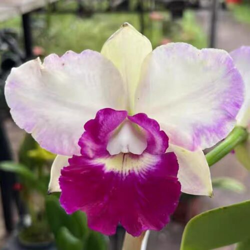 卡特兰阿里山 RIc. Ho Hsing Walker 粉紫插角花室内 办公室洋兰