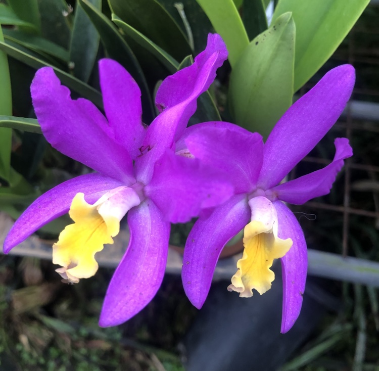 卡特兰洋兰蒂尼小可爱紫色花带花苞花卉绿植室内外原盆原土办公室