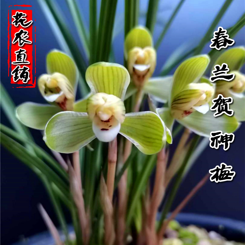 兰花苗好养活贺神梅春兰老八种盆栽阳台窗台客厅美观花卉绿植包邮
