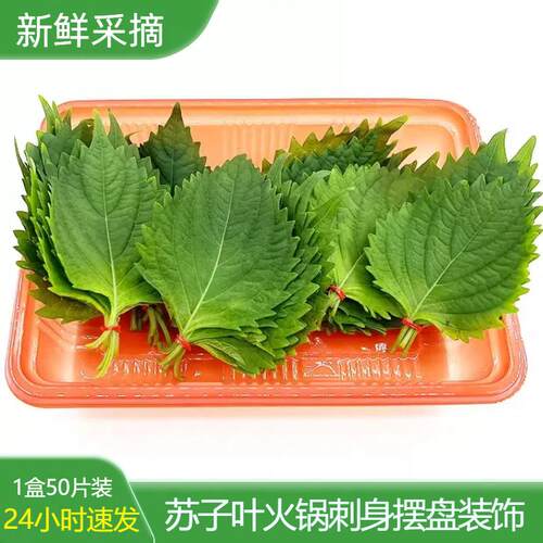 新鲜苏子叶可食用大叶三文鱼海鲜刺身日本寿司料理摆盘装饰紫苏叶