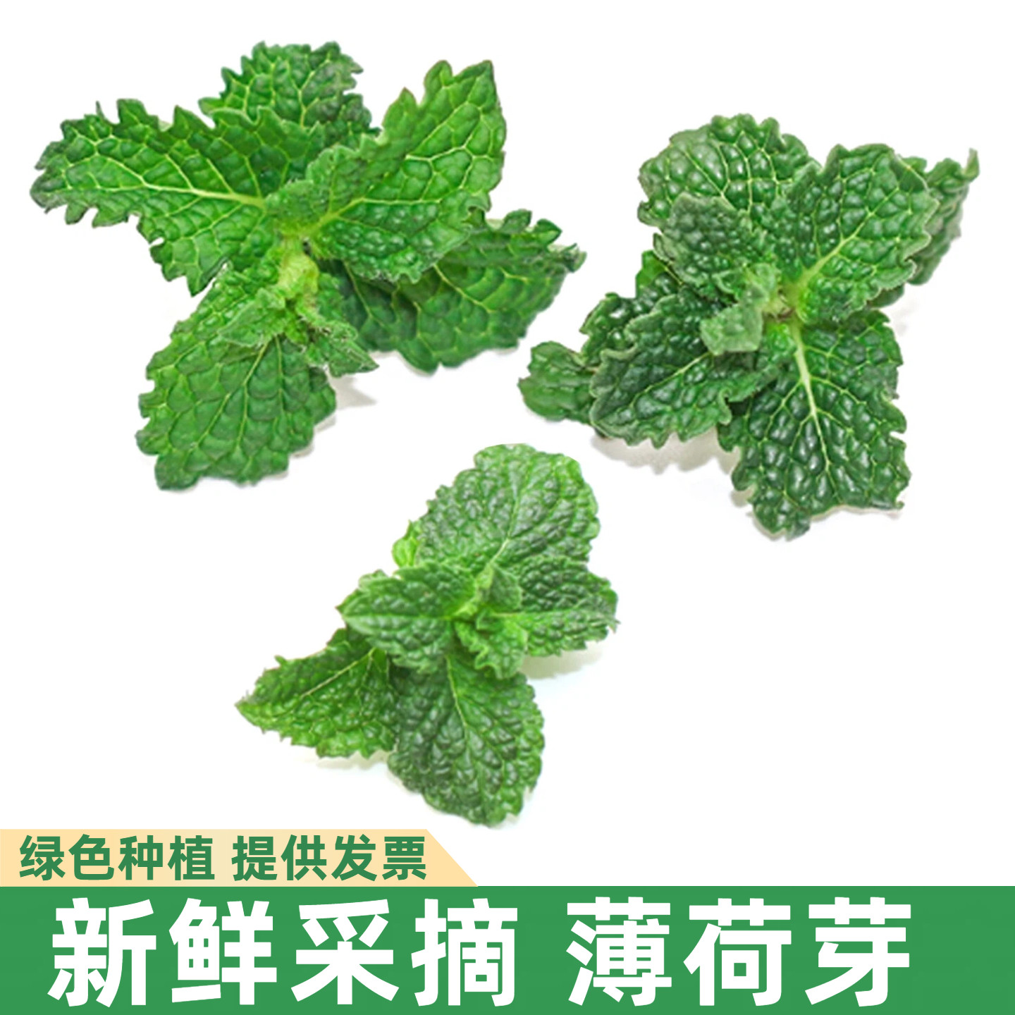 新鲜当天摘取薄荷芽鸡尾酒调酒装饰叶子点缀餐饮拍摄出餐摆盘花草