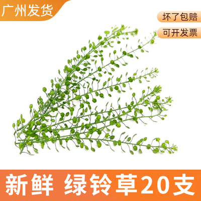 新鲜绿铃草生日蛋糕烘焙甜品装饰点缀西餐日料鸡尾酒网红摆盘花草