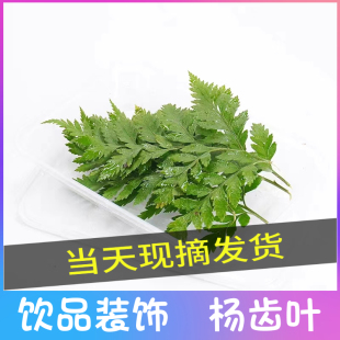 新鲜杨子叶高山羊齿叶芒叶花草酒店西餐饮品冷饮烘焙摆盘装饰点缀