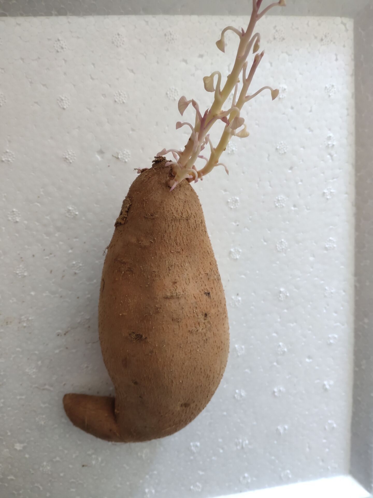 已发芽学生幼儿园观察日记作业 水培红薯植物 盆景地瓜苗土培