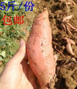 5斤包邮特山地大地瓜红薯山芋农家自种蜂蜜罐绿色有机肥威海保甜