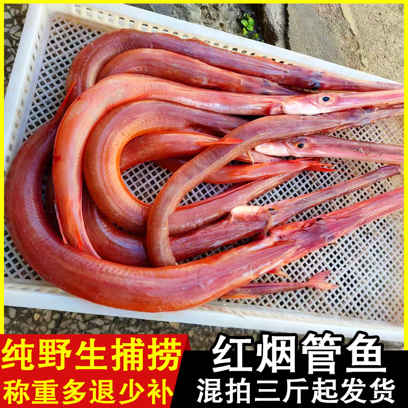 红烟管鱼 新鲜鸭嘴鱼马鞭鱼日料刺身 红鳞象鼻鱼长嘴巴鱼温岭海鲜